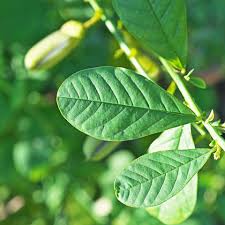 Image result for Crotalaria rhodesiae