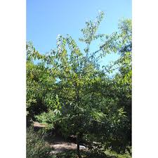 Image result for Micrococca