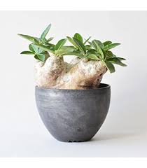 Image result for Cyphostemma saxicola