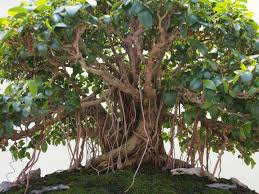 Image result for Ficus obliqua