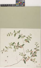 Image result for Lycium mascarenense