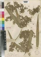 Image result for Cyperus ajax