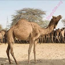 Between the combination of the anatomy and absolutely wonderful conditions, the shape is supposed to look like the front feet of a camel. English To Afrikaans Dictionary Meaning Of Camel In Afrikaans Is Kameel