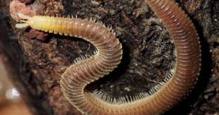 Black And Yellow Millipede It Has About 350 Legs In Fact Siphonophorid Millipedes Hold The World Record For Having The Most Number Of Legs With One Ameri Millipede Species Singapore