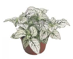 Image result for Hypoestes