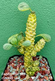Image result for Monadenium torrei