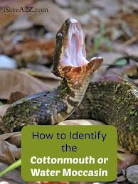 Females give birth to live young every two to three years, in litters of about 10 to 20 babies. How To Identify The Cottonmouth Or Water Moccasin Isavea2z Com