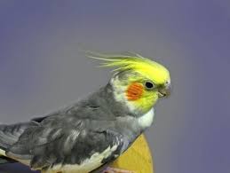 Pin By Shannon On Cockatiels Cockatiel Types Of Pet Birds Pets