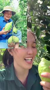 Khám Phá Chanh Đủ Đủ Ngọt Từ Cây Chanh Miền Nam