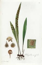 Image result for Pleopeltis macrocarpa