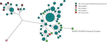 Hpv (human papillomavirus) is a sexually transmitted virus. Genetic Diversity In The Major Capsid L1 Protein Of Hpv 16 And Hpv 18 In The Netherlands