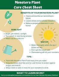 Download Your Free Monstera Plant Care Cheat Sheet Click To Learn More About How Best To Care For Your Monstera Plant Monstera Plant Care Monstera Plants