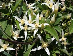 Check spelling or type a new query. Clematis Aristata Yarra Ranges Local Plant Directory
