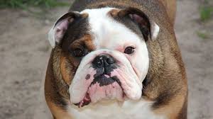 A playful pooch with lots of energy, and a love for having her belly and ears scratched. Australian Bulldog Price Temperament Life Span