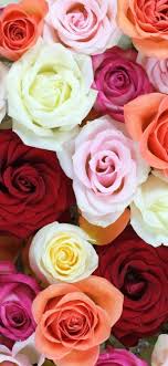 Find your perfect phone wallpaper for your iphone or android device. Flower Wallpapers Hd For Phone