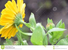 C'est une fleur jaune mais c'est quoi ? Images?q=tbn%3AANd9GcQ-1xMePX17K5ACNPB0RkZOeuCqS6ZnYmRYu7RglDFpiMuETtDW&usqp=CAU