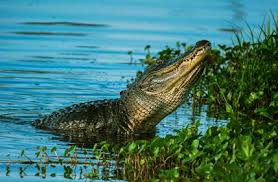 He eats meat, likes frogs, fish and also bird. Soal Descriptive Text Describing Animals Dimensi Bahasa Inggris