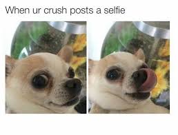 100 Chihuahua Memes That Ll Make You Laugh Harder Than You Should Chihuahua Funny Funny Animal Jokes Funny Animal Memes
