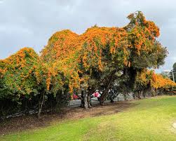 Image result for Pyrostegia