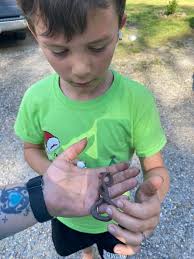 Identification of a snake species found in Caroline, VA