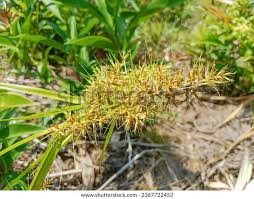 Image result for Scleria nyasensis