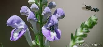 Image result for Scutellaria schweinfurthii