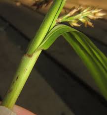 Image result for Scleria angusta