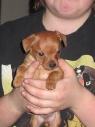 We did not find results for: Chihuahua Dachshund Puppies For Sale In 100 Mile House British Columbia Nice Pets Online Dachshund Puppies Chiweenie Puppies Puppies