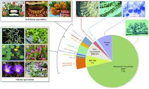 pie chart showing the taxonomic diversity of plants with