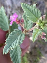 Image result for Melochia