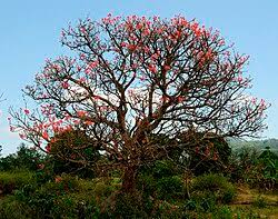 Image result for Erythrina latissima