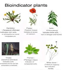 Image result for Haumaniastrum katangense