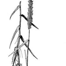 Image result for Sacciolepis rigens