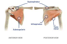 The rotator cuff is a group of four muscles and tendons that surround the glenohumeral joint. Medacta Corporate