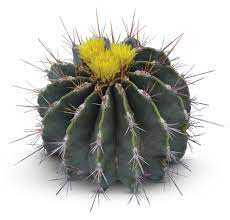 The most common species in california the petals of each flower are many, and unlike the flowers of other cacti, do not really form a tube. How Plants Protect Themselves Plant Defense Dk Find Out