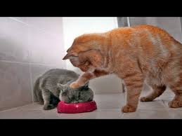 Funny Cats Videoprikoly Koshki Youtube
