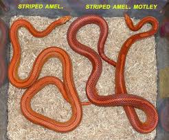 Black And Orange Striped Snake Florida Striped Corn Snakes Corn Snake Snake Corn