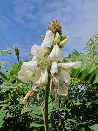 Image result for Tephrosia zambiana