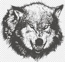 Using a kneaded rubber eraser, pick out some of the highlights around the face in the same direction as your pencil strokes. White And Black Wolf Dog Drawing Black Wolf Sketch Painted Wolf Watercolor Painting Tshirt Mammal Png Pngwing