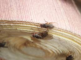 タケノコにたかるハエは何をしているのか？ - 株式会社バイオーム