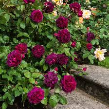 Munstead Wood Highly Recommended Popular Searches David Austin Roses Garden Rose Garden Design Red Climbing Roses