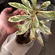 Image result for Euphorbia lissosperma