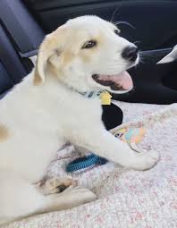 Both are most content with their family(pack) and can be protective. My 3 Month Old Great Pyrenees Lab Mix Great Pyrenees Animals Labrador Retriever