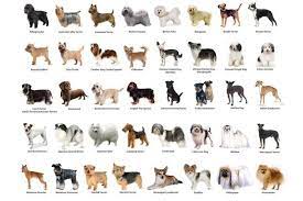 100 of the best animal quiz questions and answers. What Dog Breed Are You