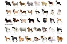 Man's best friend has a funny way of communicating sometimes, but almost everything your dog does has meaning. What Dog Breed Are You