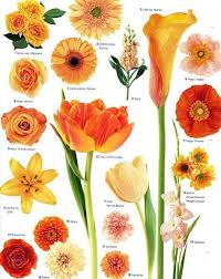 10 Kinds Of Flowers You Can Easily Offer Your Other Half On Her Birthday Party Types Of Flowers Vintage Wedding Flowers Colorful Flowers