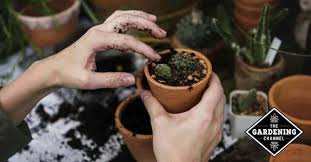 To make the magic happen, it. How To Grow And Care For Succulent Houseplants Gardening Channel