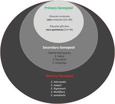 Image result for Eleusine kigeziensis