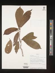 Image result for Rinorea ferruginea