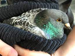 Check spelling or type a new query. What Do I Do If I Find An Injured Pigeon Or Dove Palomacy